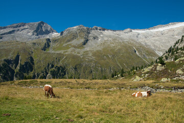 View of alpine alndscape with wild cows in Alto Adige, Italy - 765421458