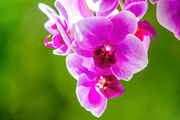 Naklejka na ściany i meble Purple Orchid branch on green natural background 