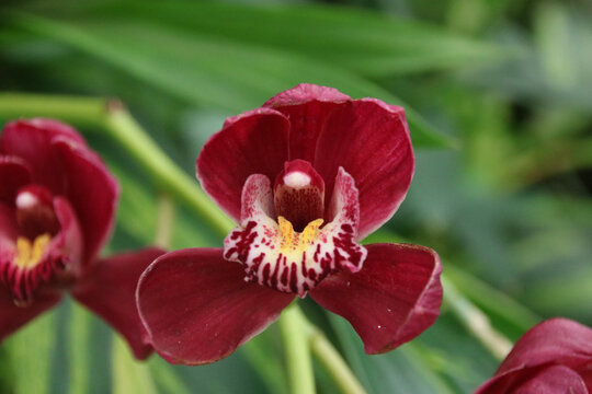 Orchid red with yellow centre