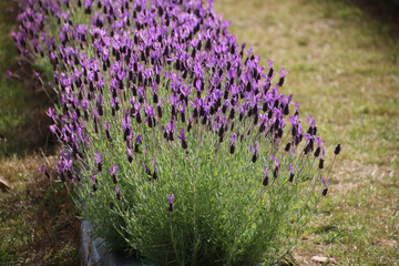 Obraz premium field of lavender
