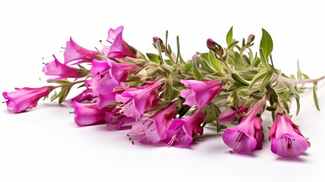 Penstemon Closeup on white background.