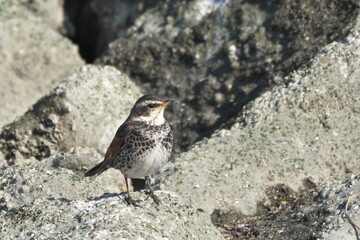 磯の岩場にツグミ