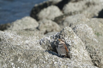 磯の岩場にツグミ