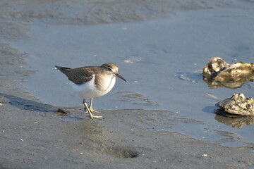 干潟で餌を探すイソシギ