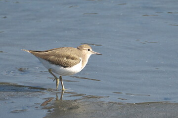 干潟で餌を探すイソシギ
