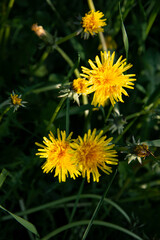 Dandelion in the green grass close-up.