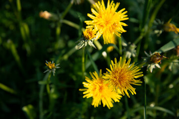 Dandelion in the green grass close-up.