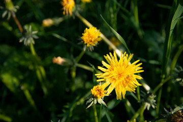Dandelion in the green grass close-up.