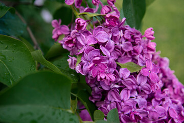 Beautiful lilac branches in close-up. Spring shrubs. The Botanical Garden.