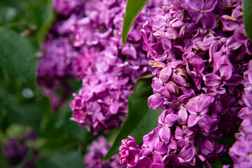 Fototapeta premium Beautiful lilac branches in close-up. Spring shrubs. The Botanical Garden.