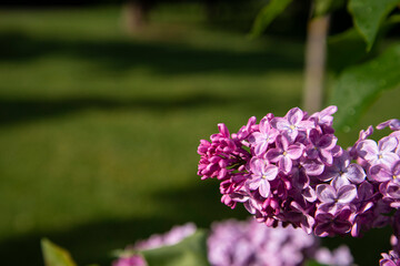 Beautiful lilac branches in close-up. Spring shrubs. The Botanical Garden.