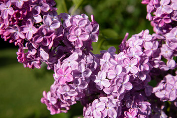 Beautiful lilac branches in close-up. Spring shrubs. The Botanical Garden.