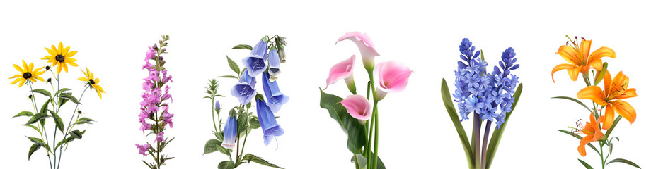Common summer Perennial flowers on white background, poster, Generative AI image. - obrazy, fototapety, plakaty