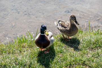 Duck life on the lawn by the pond