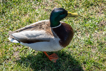 Duck life on the lawn by the pond