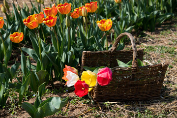 Basket with tulips in garden