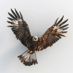 Obraz premium bald eagle in flight