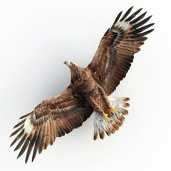 Fototapeta premium Eagle soaring gracefully amidst blue skies, accompanied by a majestic red-tailed hawk, embodying the freedom and beauty of nature's avian predators