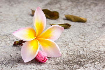 Frangipani flower on dirty cement floor.