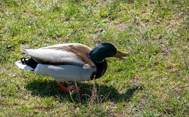 Duck life on the lawn by the pond