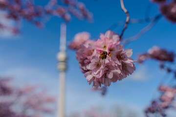 Japanese Cherry Blossom in close up view at the Munich Park during Spring time