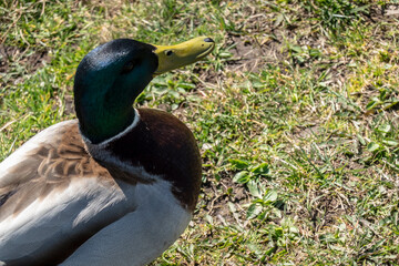 Duck life on the lawn by the pond