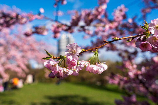 Japanese Cherry Blossom in close up view at the Munich Park during Spring time