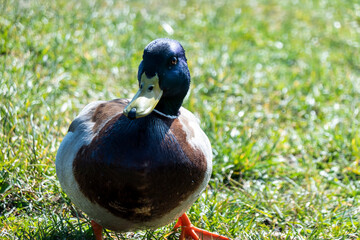 Duck life on the lawn by the pond