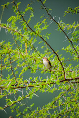 Indian Silverbill or White-throated Munia resting in their habitat. Small passerine bird, Euodice malabarica.