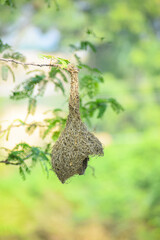 Beautiful nest hanging to the branch. Weaver Bird's Nest, Bird home.