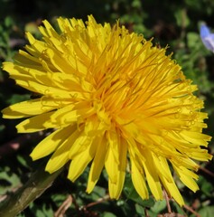 早春にタンポポが黄色い花を咲かせています