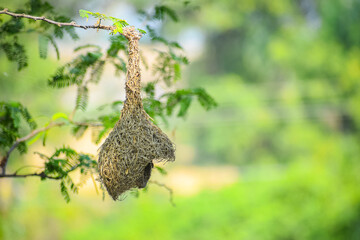Beautiful nest hanging to the branch. Weaver Bird's Nest, Bird home.