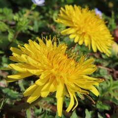 早春にタンポポが黄色い花を咲かせています