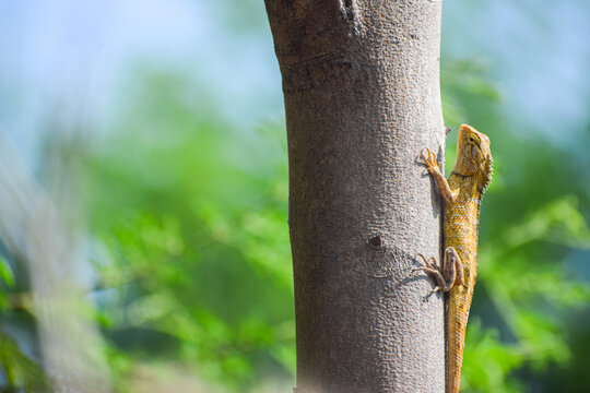 Oriental garden lizard crawling on the tree. Reptile, Indian garden lizard. (Calotes versicolor)