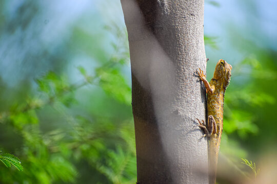 Oriental garden lizard crawling on the tree. Reptile, Indian garden lizard. (Calotes versicolor)