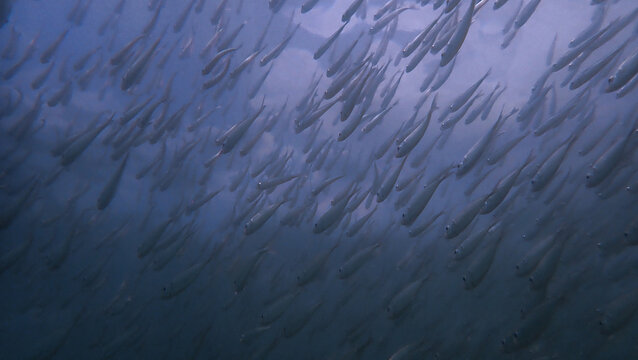 Underwater photo of school of fish. From a scuba dive in the Andaman Sea. Thailand.