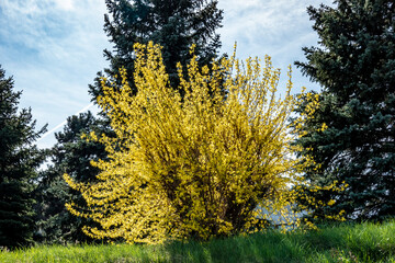 Golden rain bush in a beautiful spring season during a sunny day