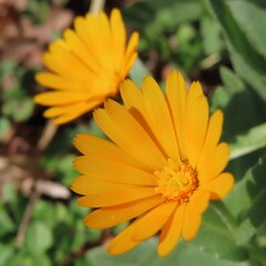 早春にヒメキンセンカがオレンジ色の花を咲かせています