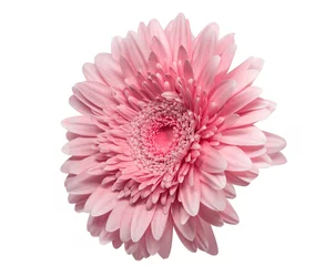 Gordijnen Toned isolated soft pink gerbera flower © svetlanass13