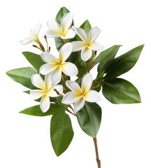 branch of frangipani  isolated on transparent background