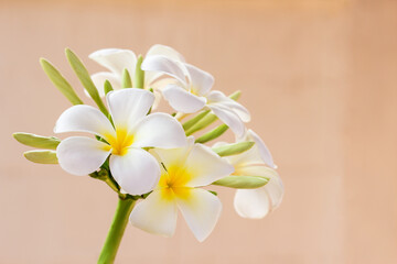 Frangipani flower on blurred background