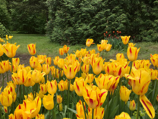 Flowerbed with yellow tulips
