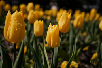 Obraz premium A flower bed with yellow tulips in close-up. Spring flowers. Botany.