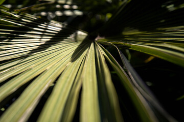 A tropical palm tree. Palm leaves in close-up.