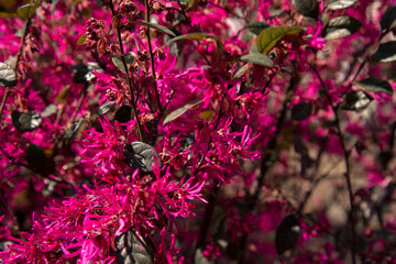 Beautiful blooming of pink buds. A tree in spring. Floral background.