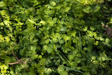 Clover leaves in close-up. Botany. The background is made of green clover.