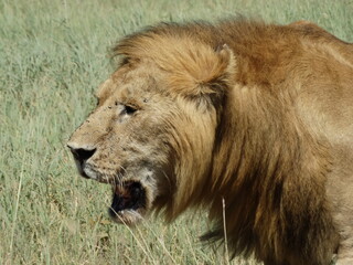 Closeup image of a free roaming open mouthed lion in the Serengeti National Park, Tanzania