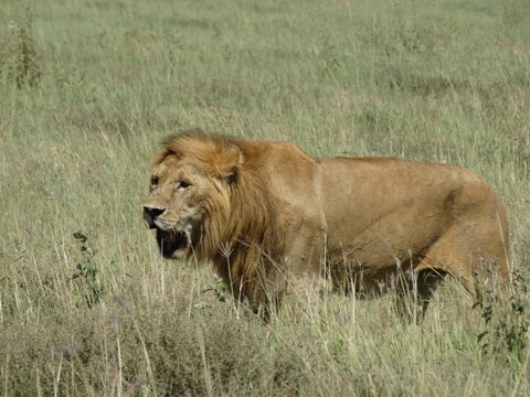 Closeup image of a free roaming open mouthed lion in the Serengeti National Park, Tanzania
