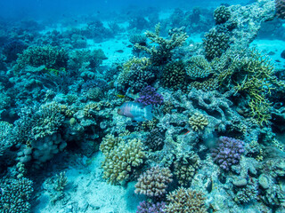 amazingly beautiful at the bottom of the red sea, astonishing with its miracles