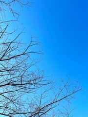 青空と開花が待ち遠しい桜の枝